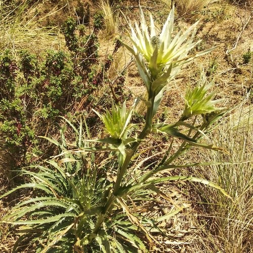 Eryngium proteiflorum Flower, Leaf, Care, Uses PictureThis