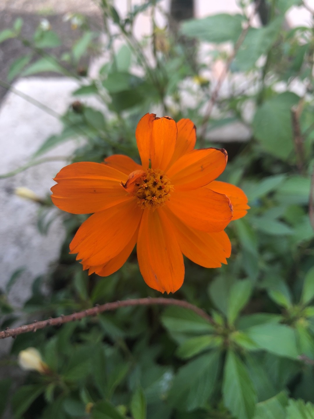 How to Grow and Care for Cosmos
