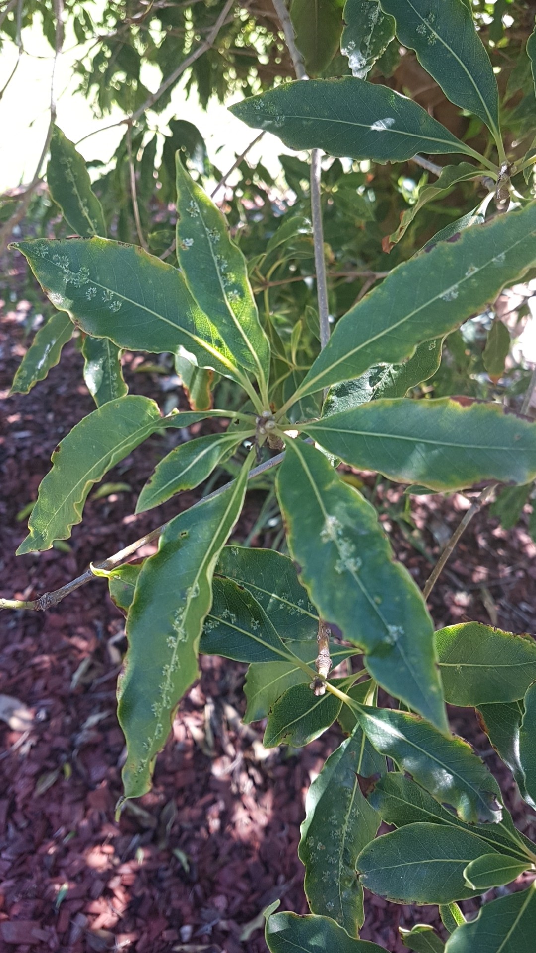 台灣海桐 (Pittosporum undulatum) 照顧,種植,繁殖,開花時間 - PictureThis