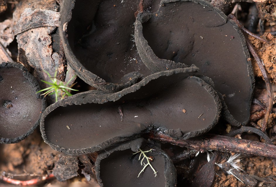 Sarcosomataceae Flower, Leaf, Care, Uses PictureThis