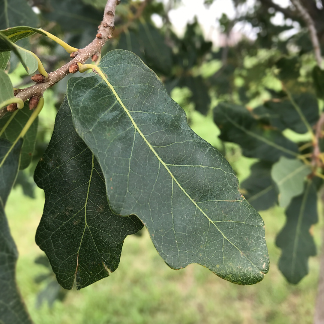 Does Engelmann oak need to avoid sun exposure? / Should I protect