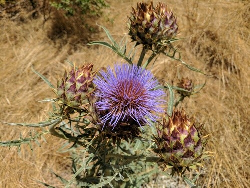 How to Grow and Care for Cardoon