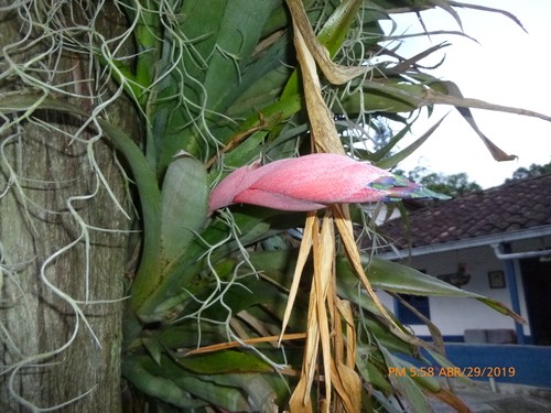 ＫＮ　ビルベルギア(ツツアナナス属）　‘スティアウェイトゥヘブン‘　　　0.8Ｍ以下 Yahoo!オークション - ＫＮ １円 ビルベルギア \u0027スティアウェイトゥヘ