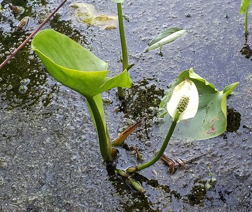 Aro de agua (Calla palustris) - PictureThis