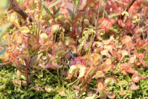 Orvalhinha (Drosera rotundifolia) - PictureThis