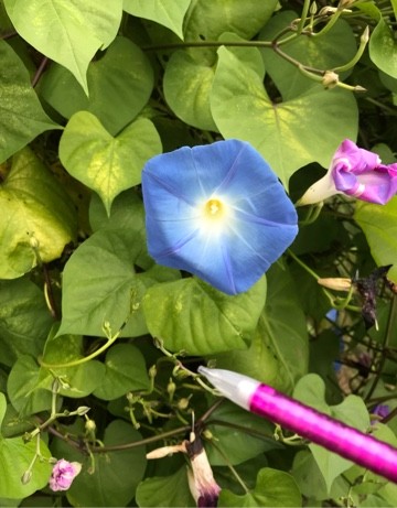 牽牛花Ipomoea nil 3粒セット 牽牛花– 菁芳園綠生活