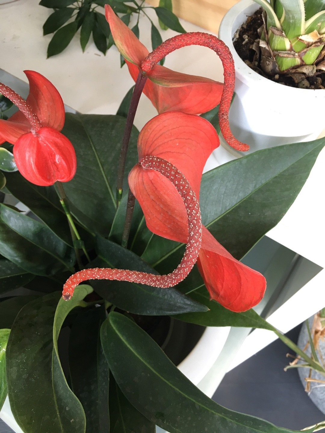 ベニウチワ（紅団扇）の判定方法 (Anthurium scherzerianum)