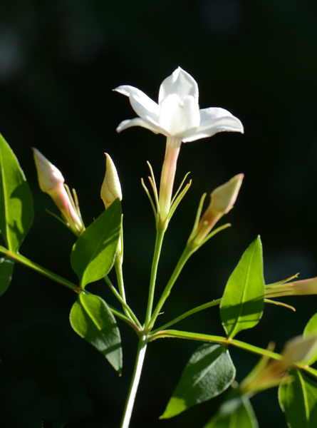 Common Jasmine (Jasminum officinale) in Philadelphia Bucks County