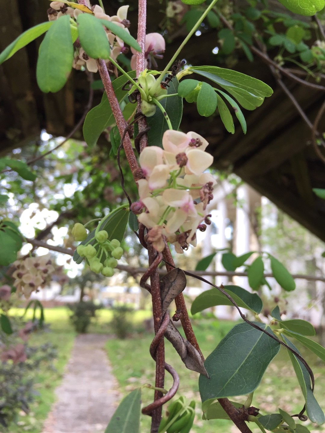 アケビ（木通）の判定方法 (Akebia quinata)