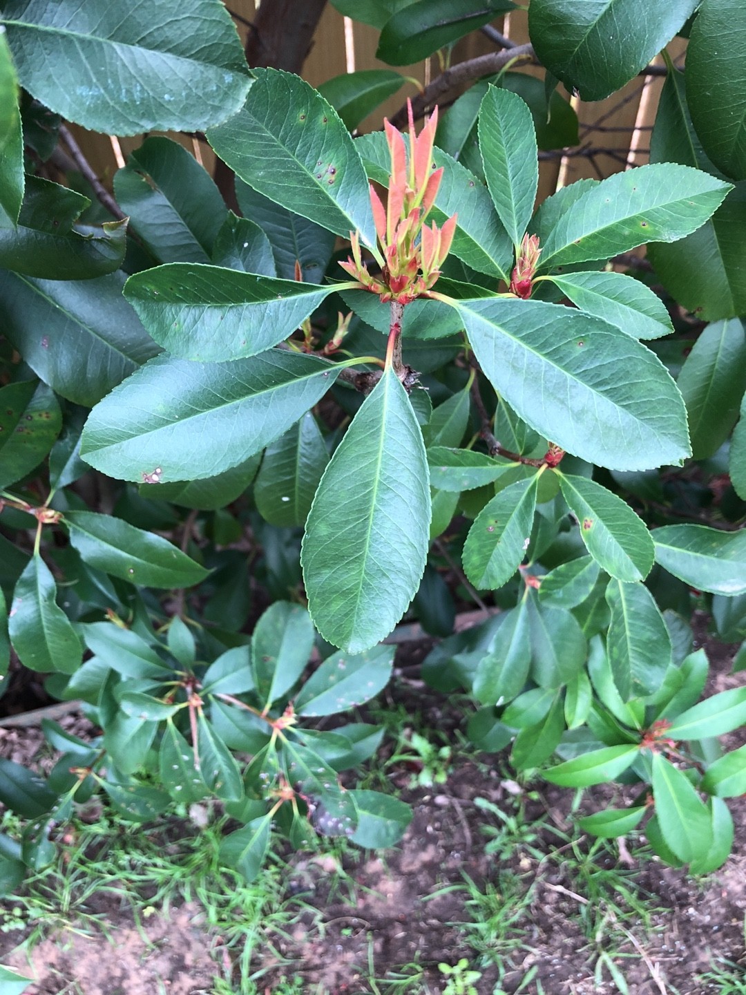 So identifizierst du Kahle Glanzmispel (Photinia serratifolia)