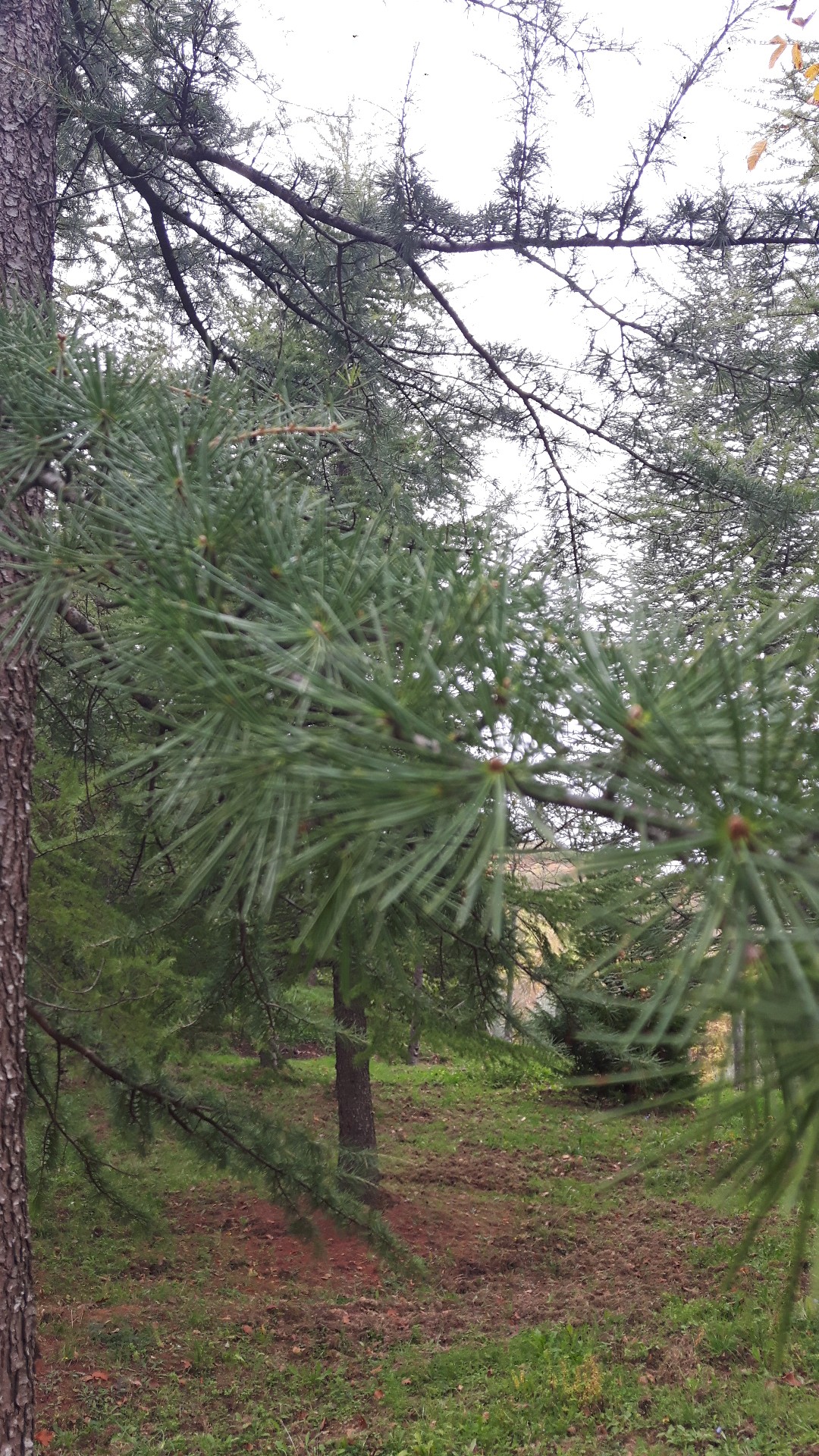 カラマツ(落葉松) (Larix kaempferi) 花言葉,毒性,よくある質問 - PictureThis