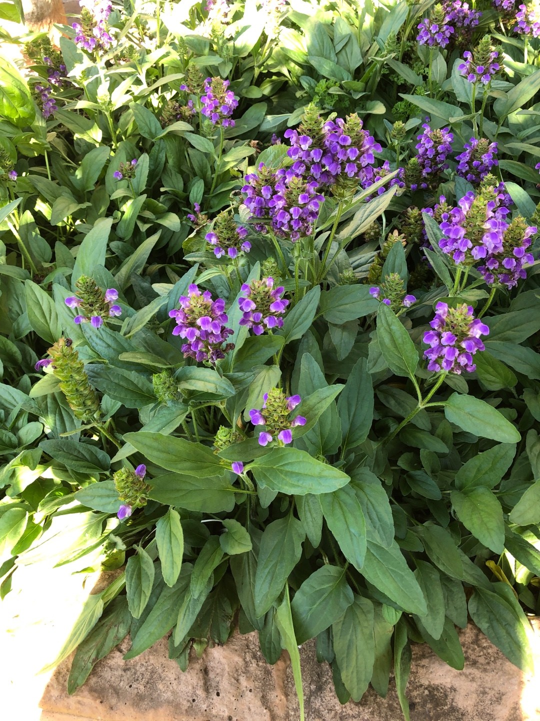 Черноголовка крупноцветковая (Prunella grandiflora) - PictureThis