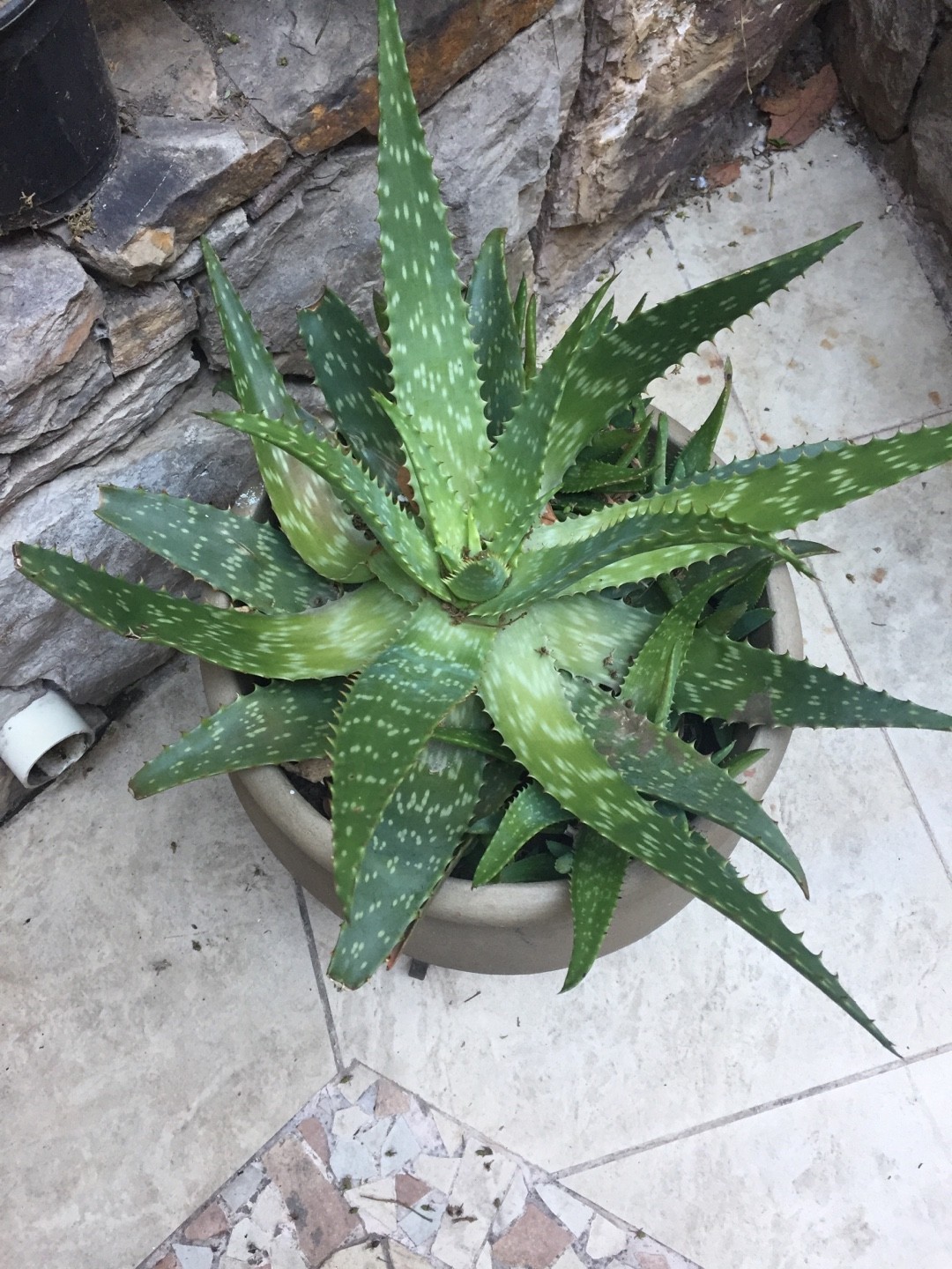 /Aloe immaculata20.04  (Aloe maculata)