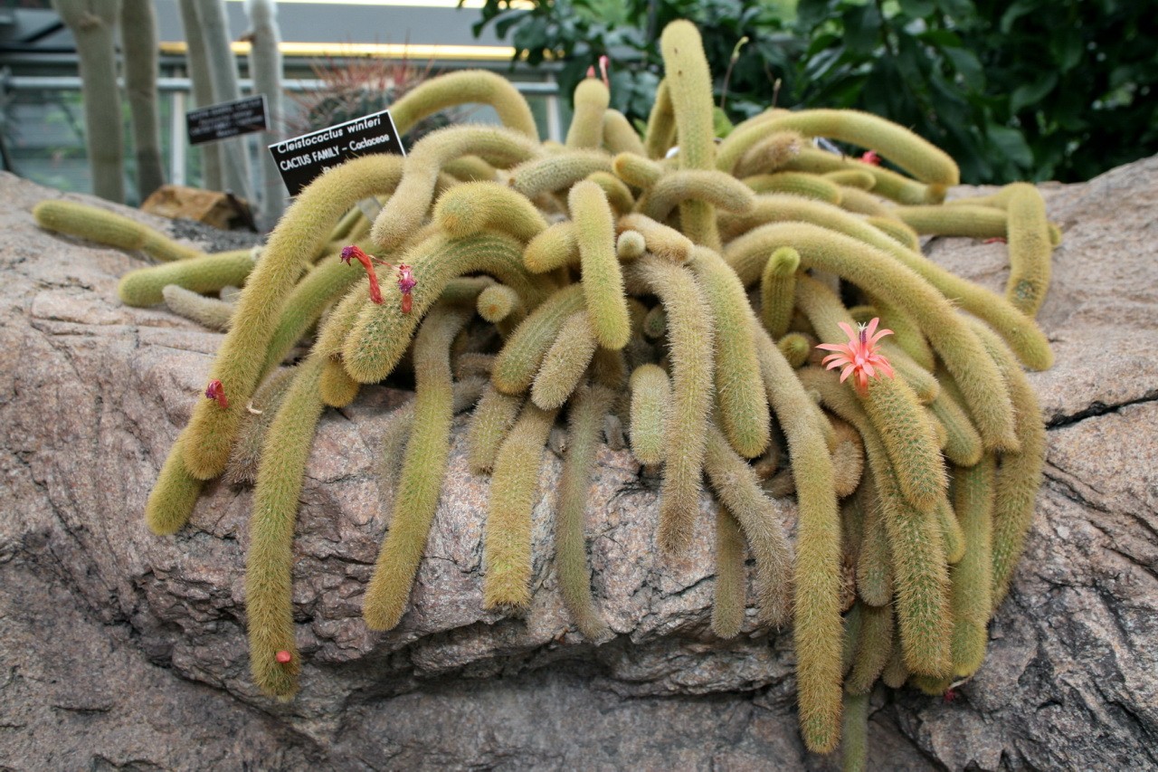 How to Grow and Care for Rattail cactus