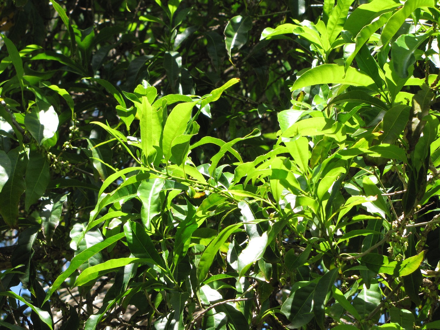 Die 5 häufigsten Pflanzen in Brasilien, Minas Gerais, Ouro Branco