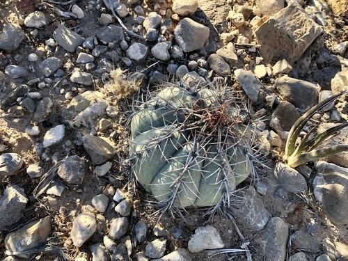 タイヘイマル（太平丸） (ケア, 特徴, 花, 画像)