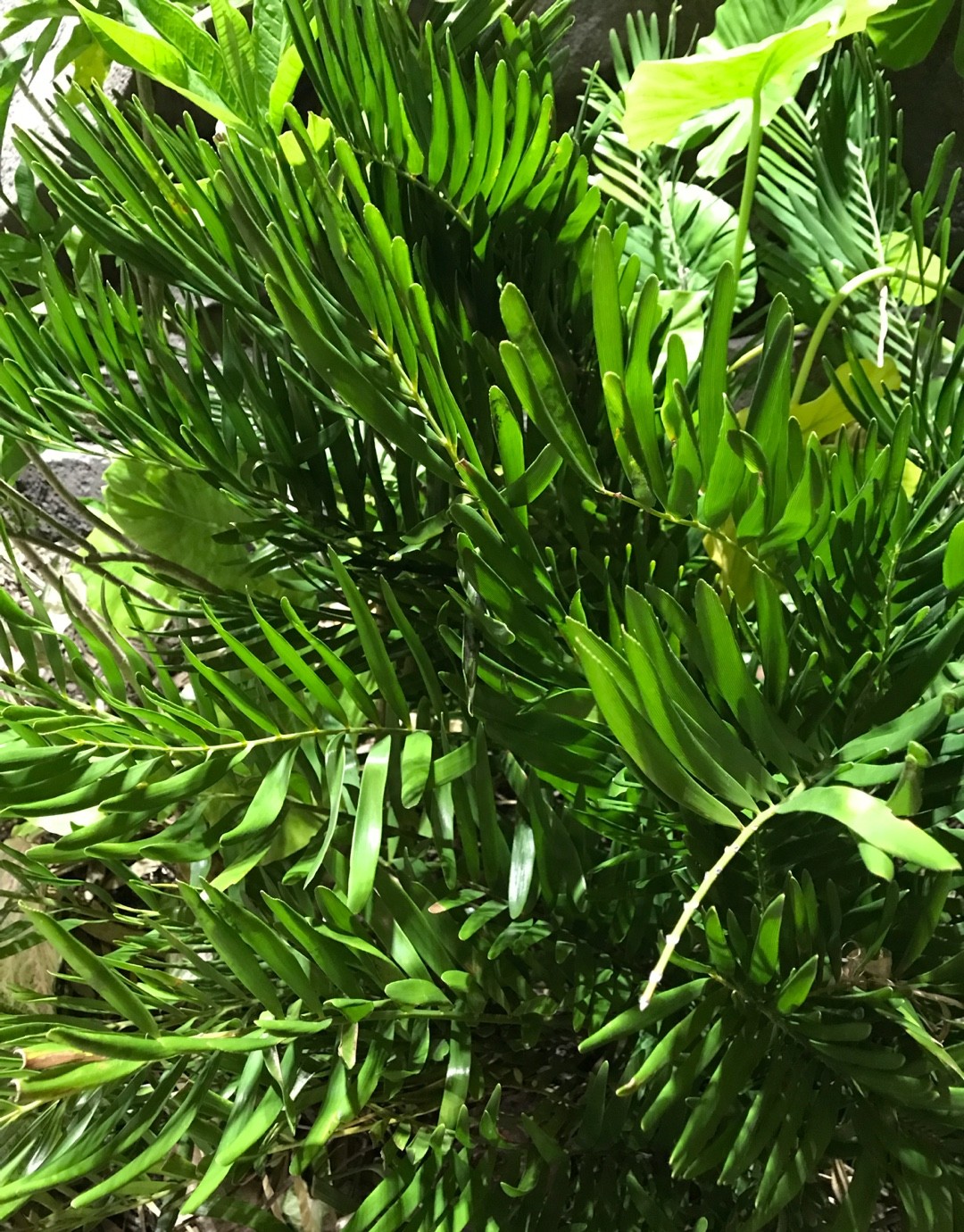 メキシコソテツの判定方法 (Zamia pumila)