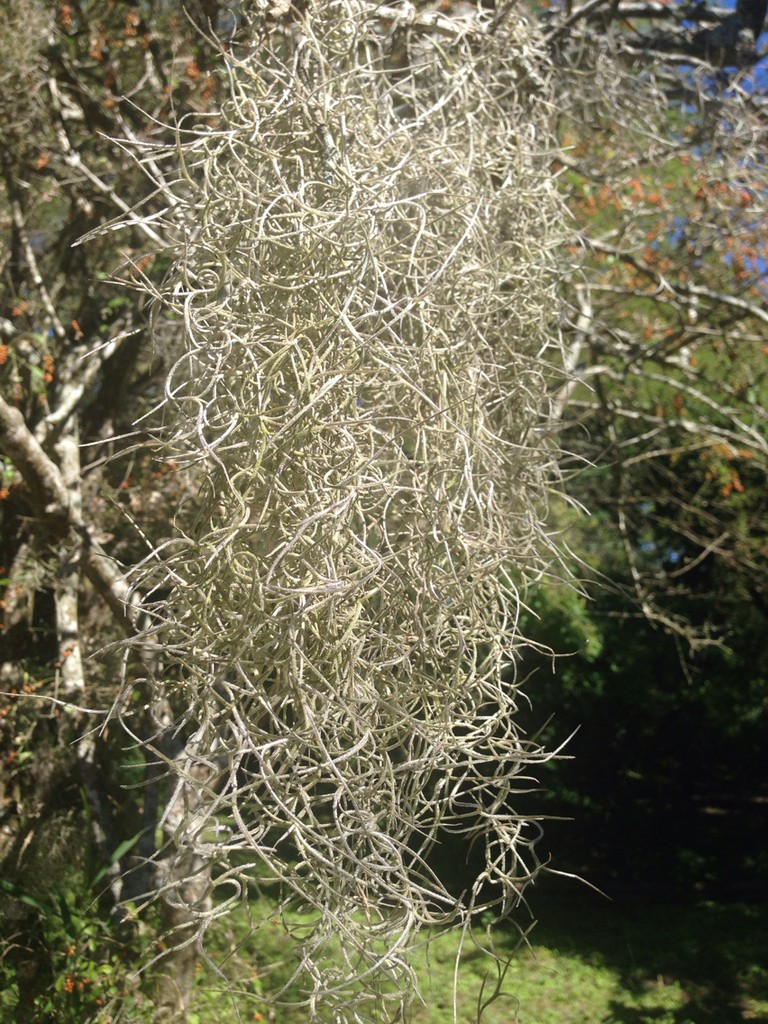 Set of 2 Light Green Artificial Spanish Moss Hanging Air Plant