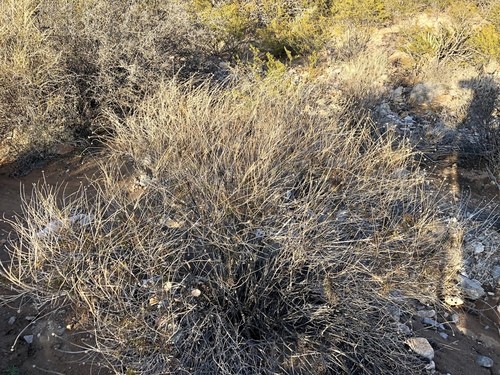 Palo dulce Cuidados (Plantando, Fertilizantes, Enfermedades) - PictureThis