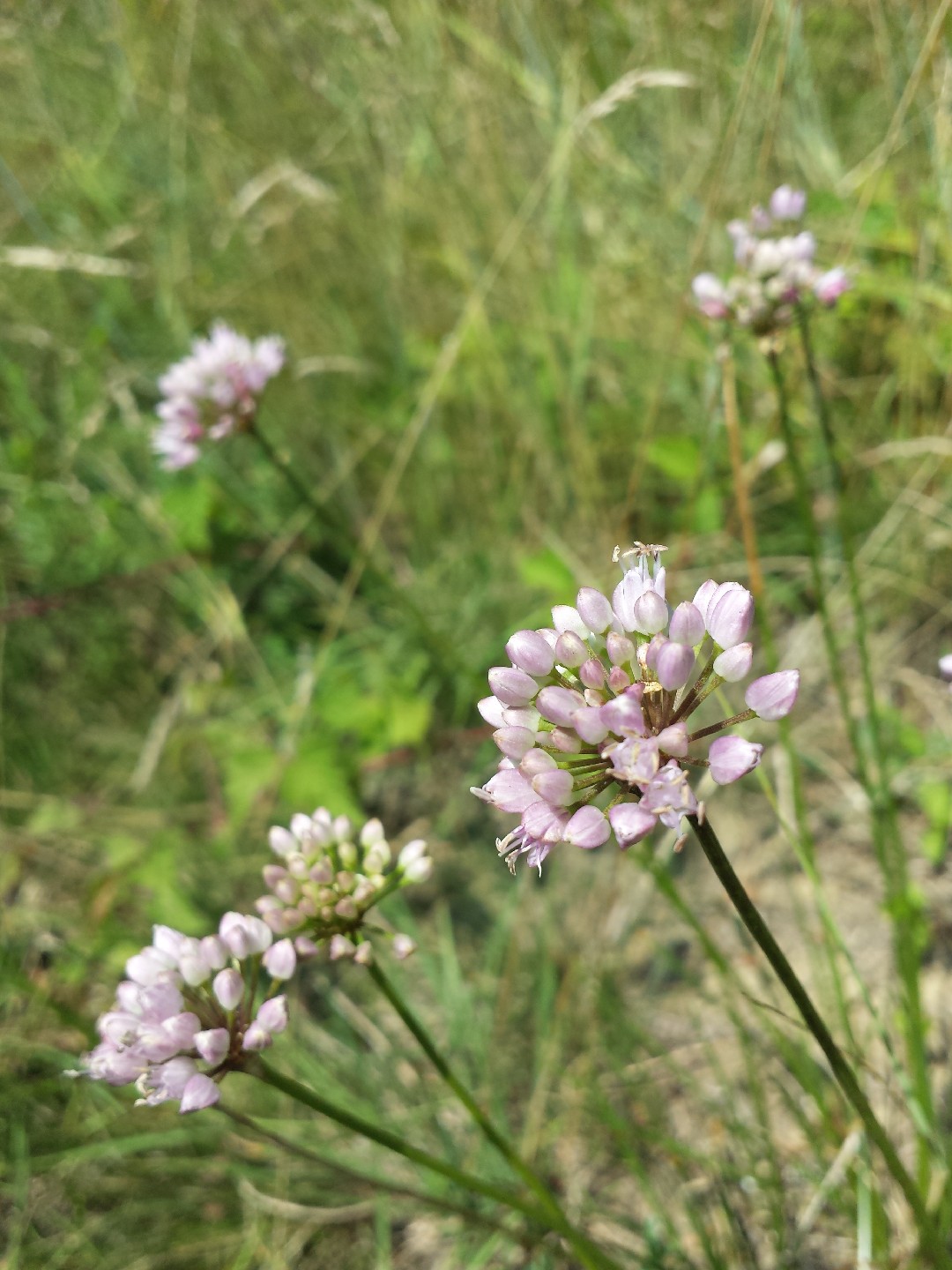 How to Plant and Grow Mountain garlic(Allium lusitanicum)