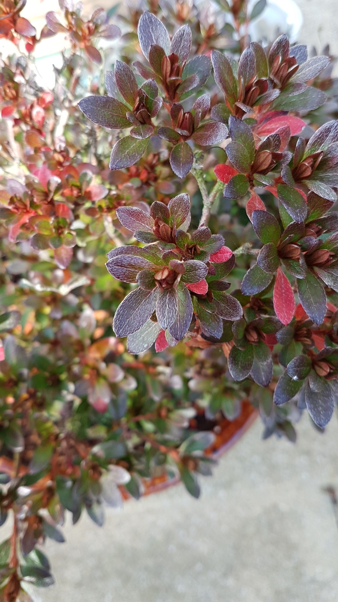 キリシマツツジ 霧島躑躅 Rhododendron Obtusum Picturethis