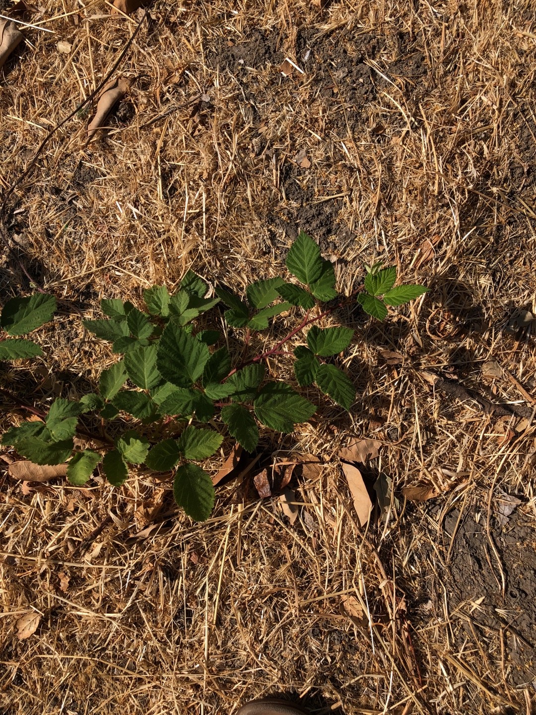 Rubus canescens PictureThis