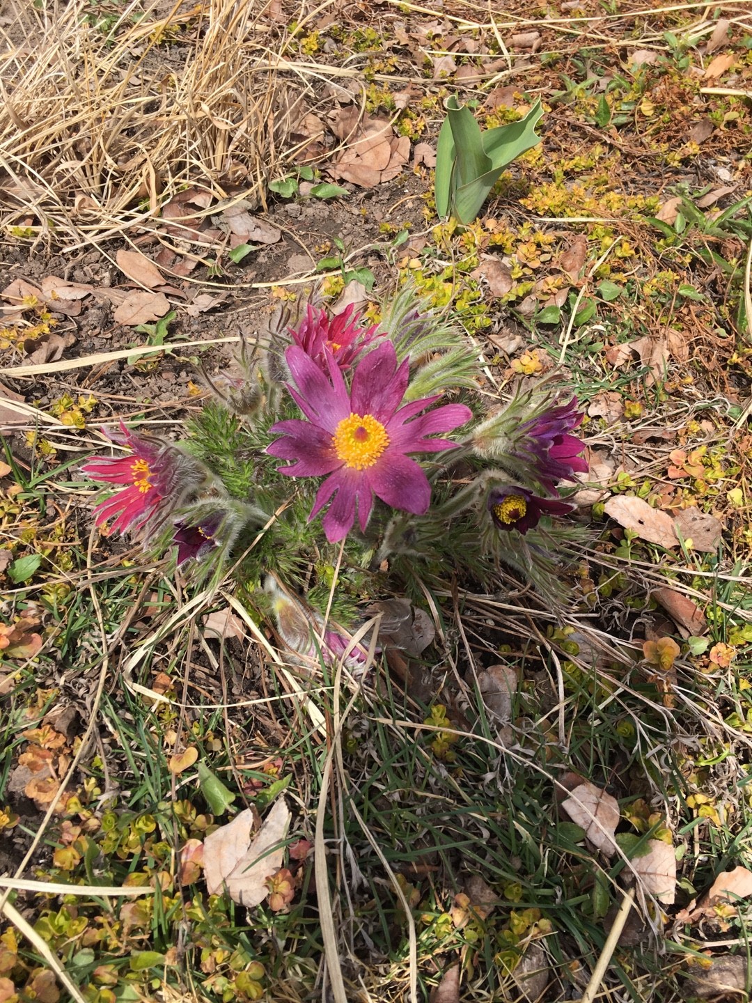 セイヨウオキナグサ（西洋翁草）の判定方法 (Pulsatilla vulgaris)