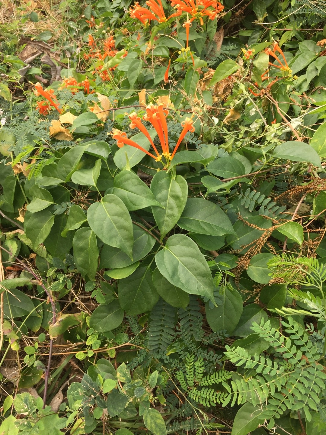 カエンカズラ（火炎葛）の判定方法 (Pyrostegia venusta)