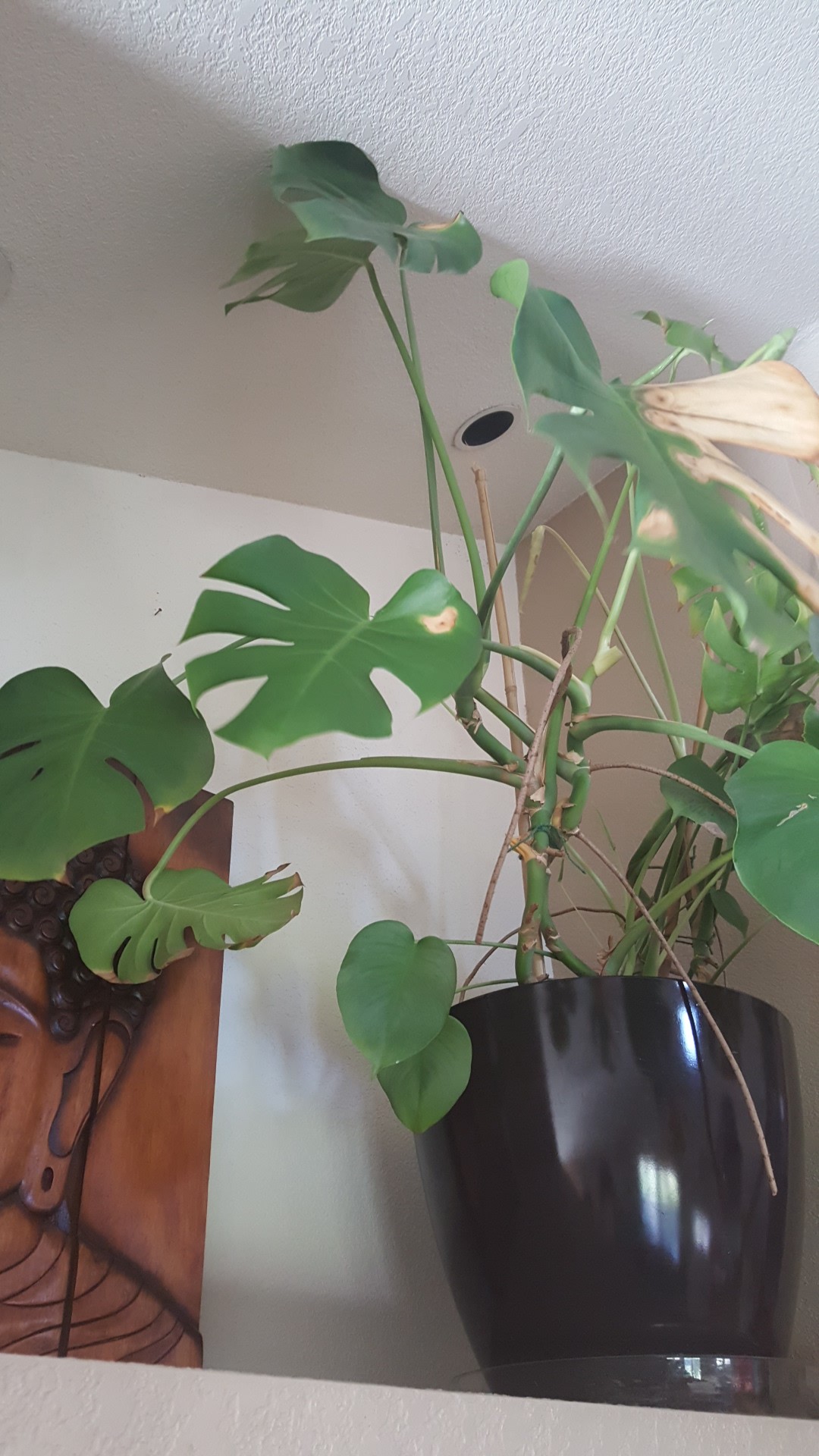 観葉植物です。名前は鳳莱蕉と申します。 ホウライショウ（蓬莱蕉） - neko sanpo