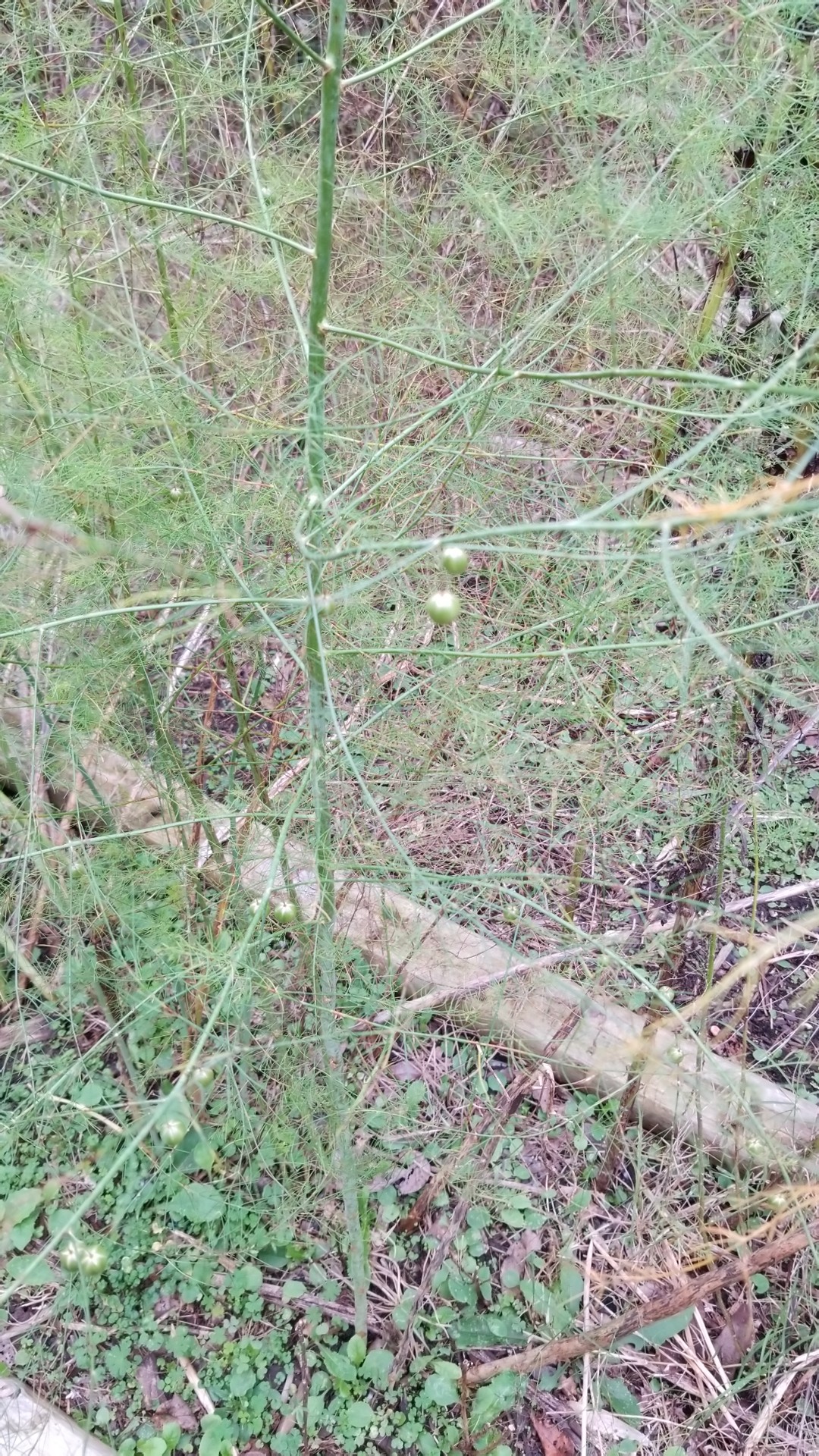 アスパラ確認画像 楽天市場】輸入ミニアスパラ1パック、25本前後、100g前後