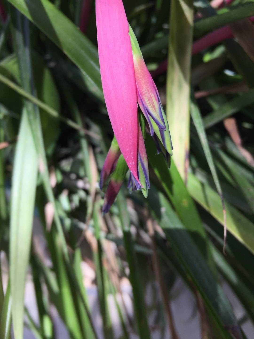 ヨウラクツツアナナス（瓔珞筒アナナス）の判定方法 (Billbergia nutans)