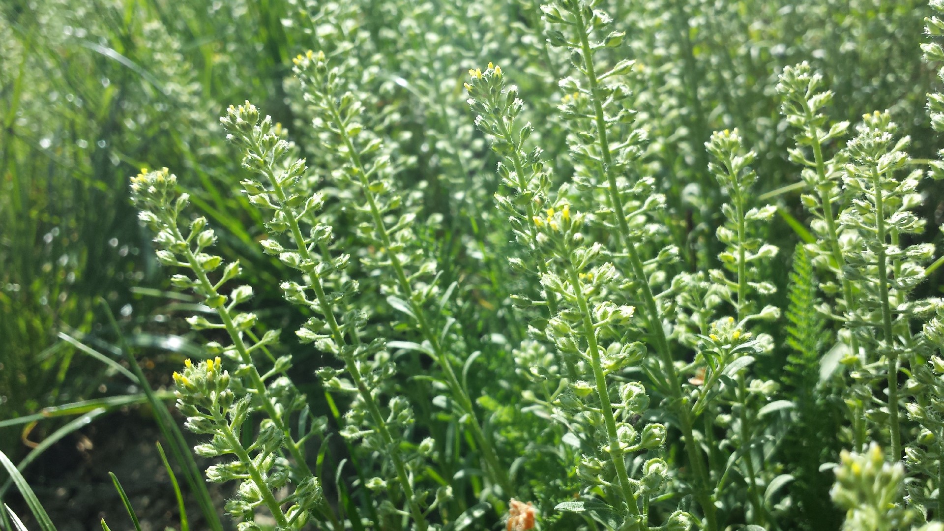 Aliaria (Alyssum alyssoides) - PictureThis
