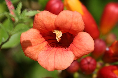Bignonia roja (Campsis radicans) - PictureThis