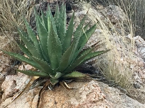 Wie beschneidet man Agave chrysantha?