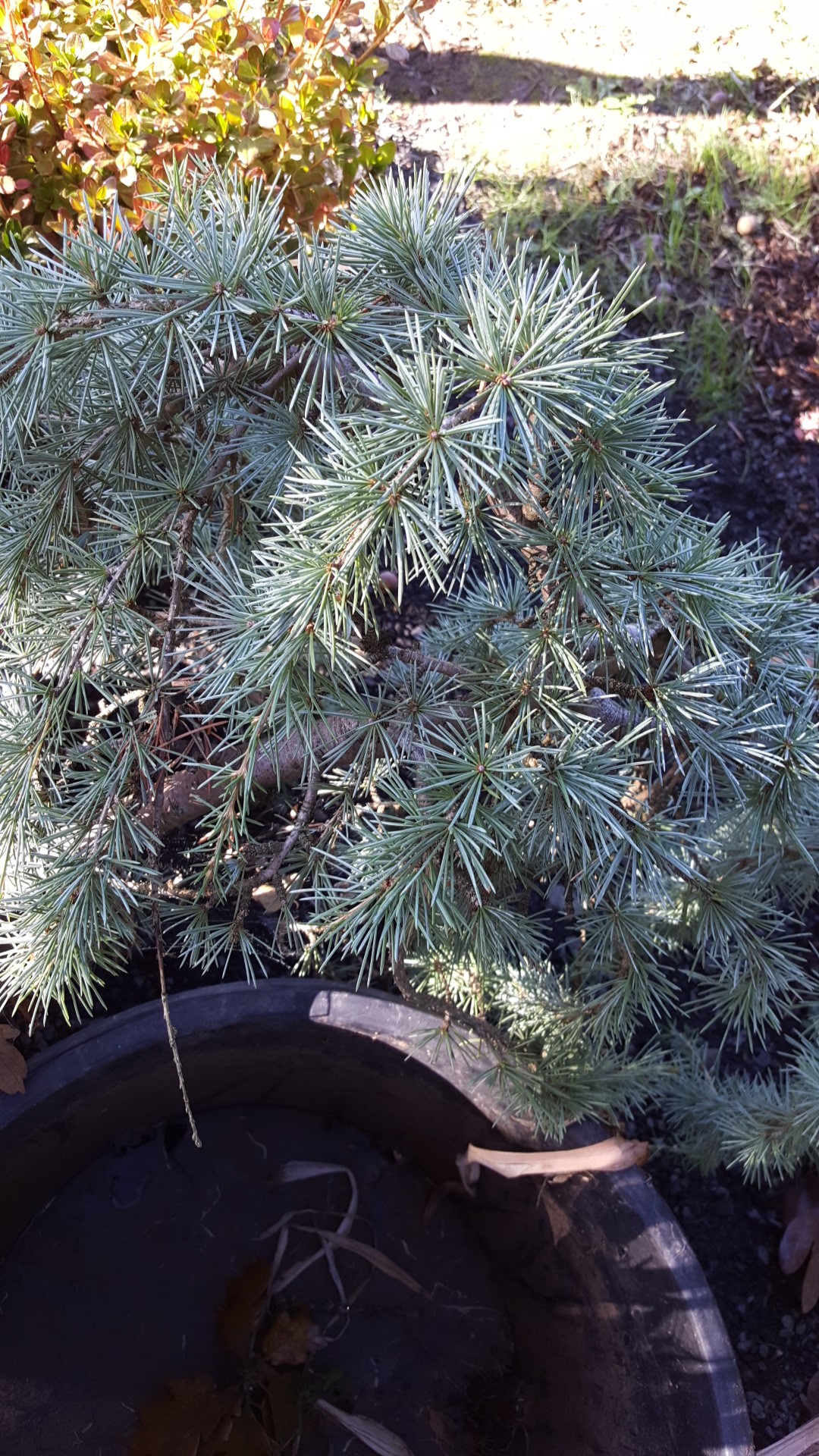 アトラスシーダーの判定方法 (Cedrus atlantica)