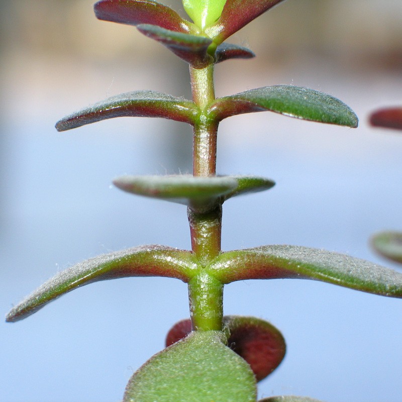 My jade leaves are decaying!