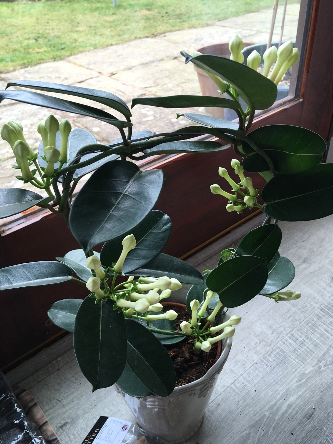So identifizierst du Kranzschlinge (Stephanotis floribunda)