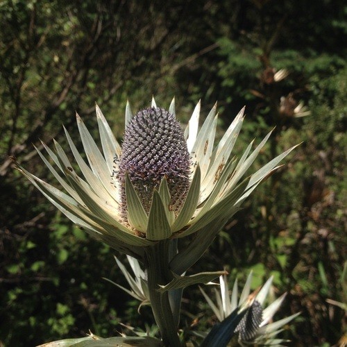 Eryngium proteiflorum PictureThis