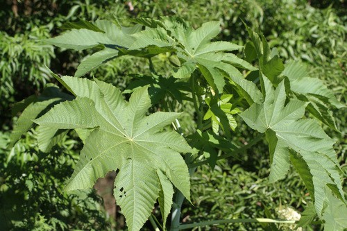 Bild Wunderbaum (Ricinus communis) - 572081 - Bilder von Pflanzen und  Gärten - botanikfoto