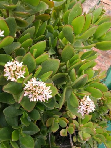 Crassula ovata arbre de jade