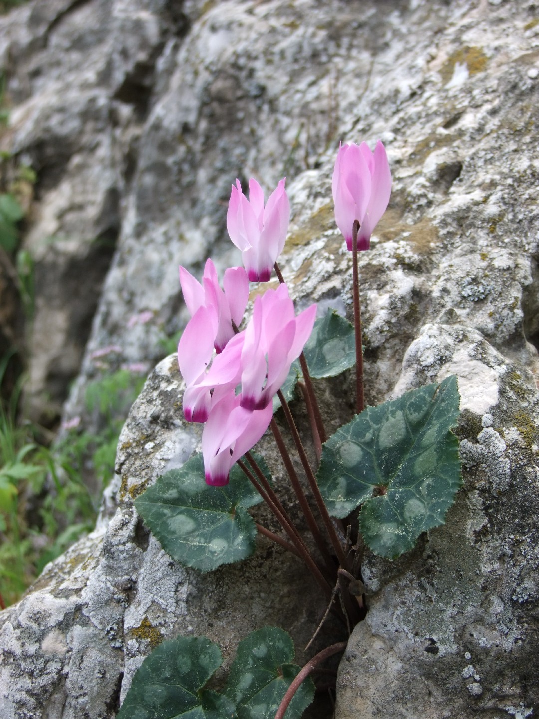 Ciclame-da-pérsia (Cyclamen persicum) - PictureThis