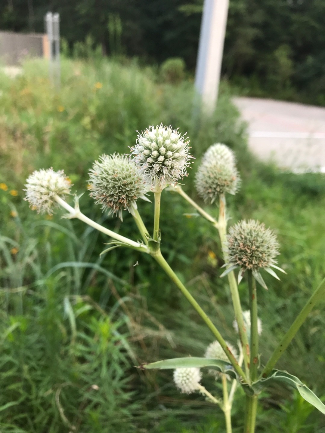 Rattlesnake Master Propagation