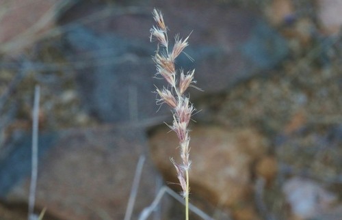 Hilaria jamesii PictureThis