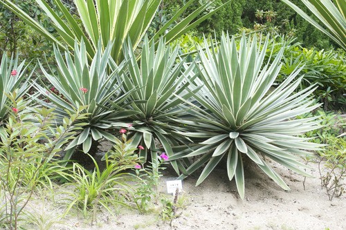 Century plant - Agave vivipara (Care, Characteristics, Flower, Images)