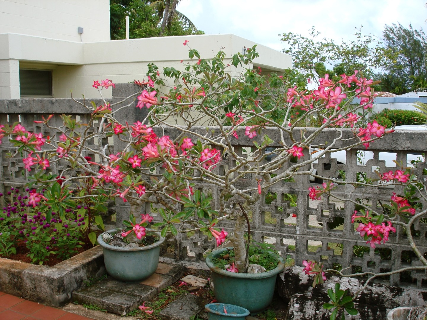 Adenium Obesum Also Known as Desert Rose 12 to 14 