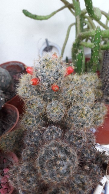 So identifizierst du Mammillaria (Mammillaria)