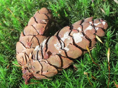 Gewöhnliche Douglasie (Pseudotsuga menziesii) PictureThis