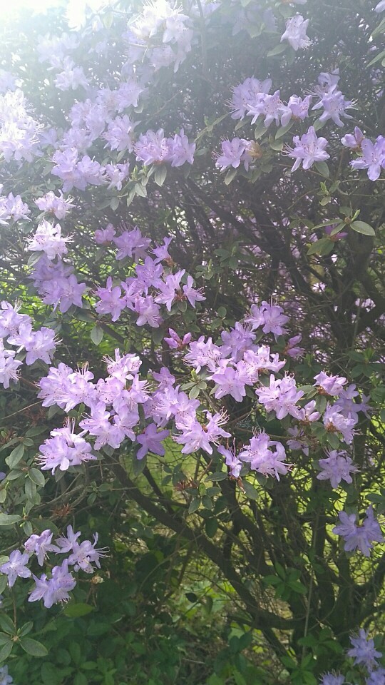 So identifizierst du Pontischer Rhododendron (Rhododendron ponticum)