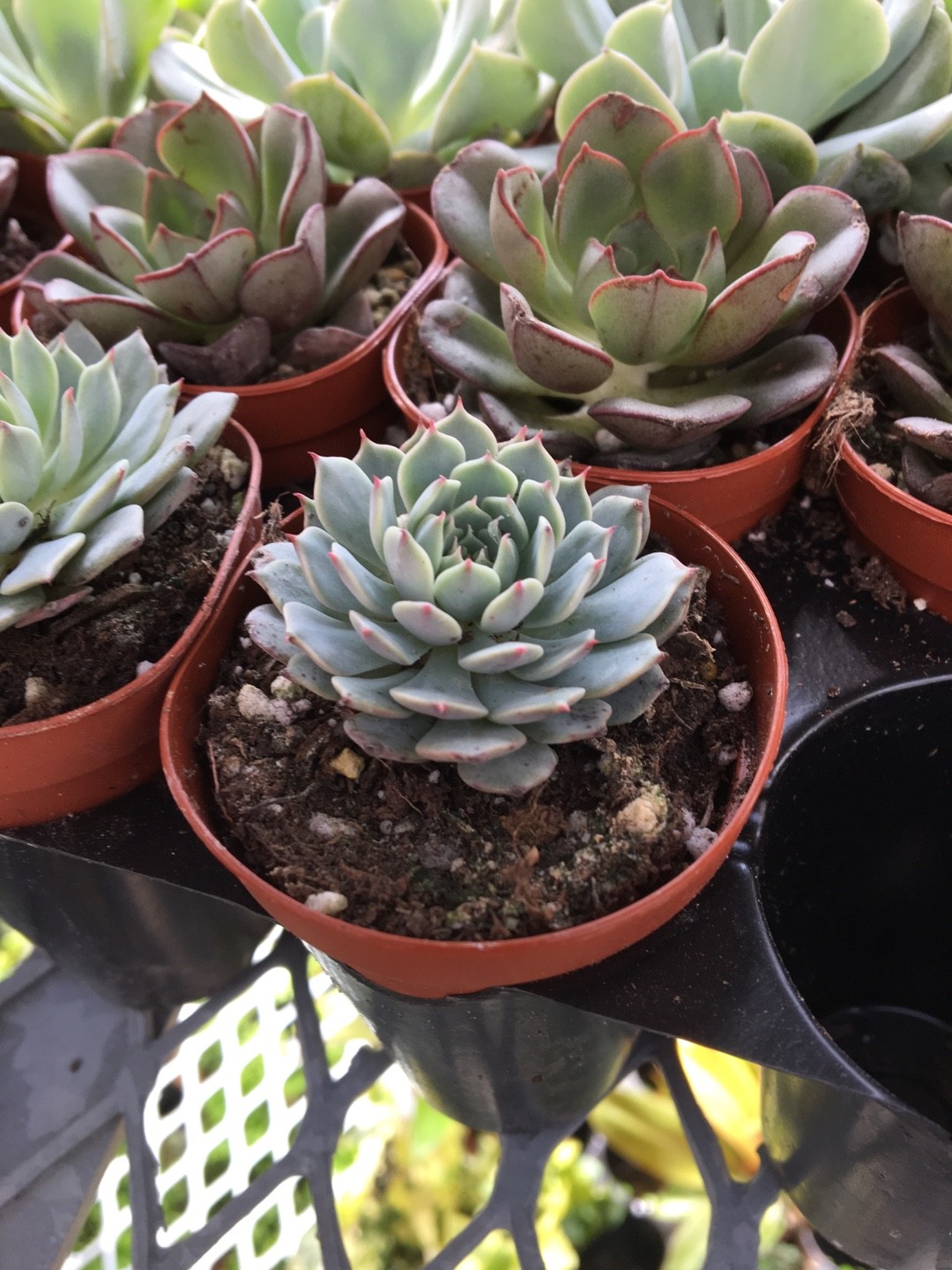 How to Grow and Care for Painted-lady
