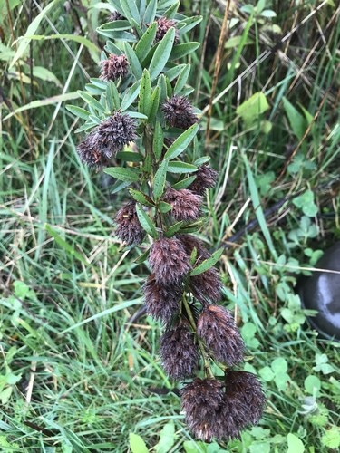 lespedeza商品です 商品一覧 | Y's Exotics （山田食虫植物農園）